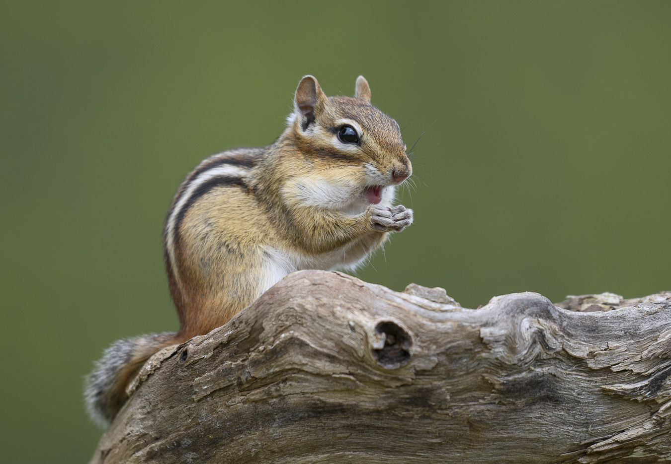 Eastern Chipmunk