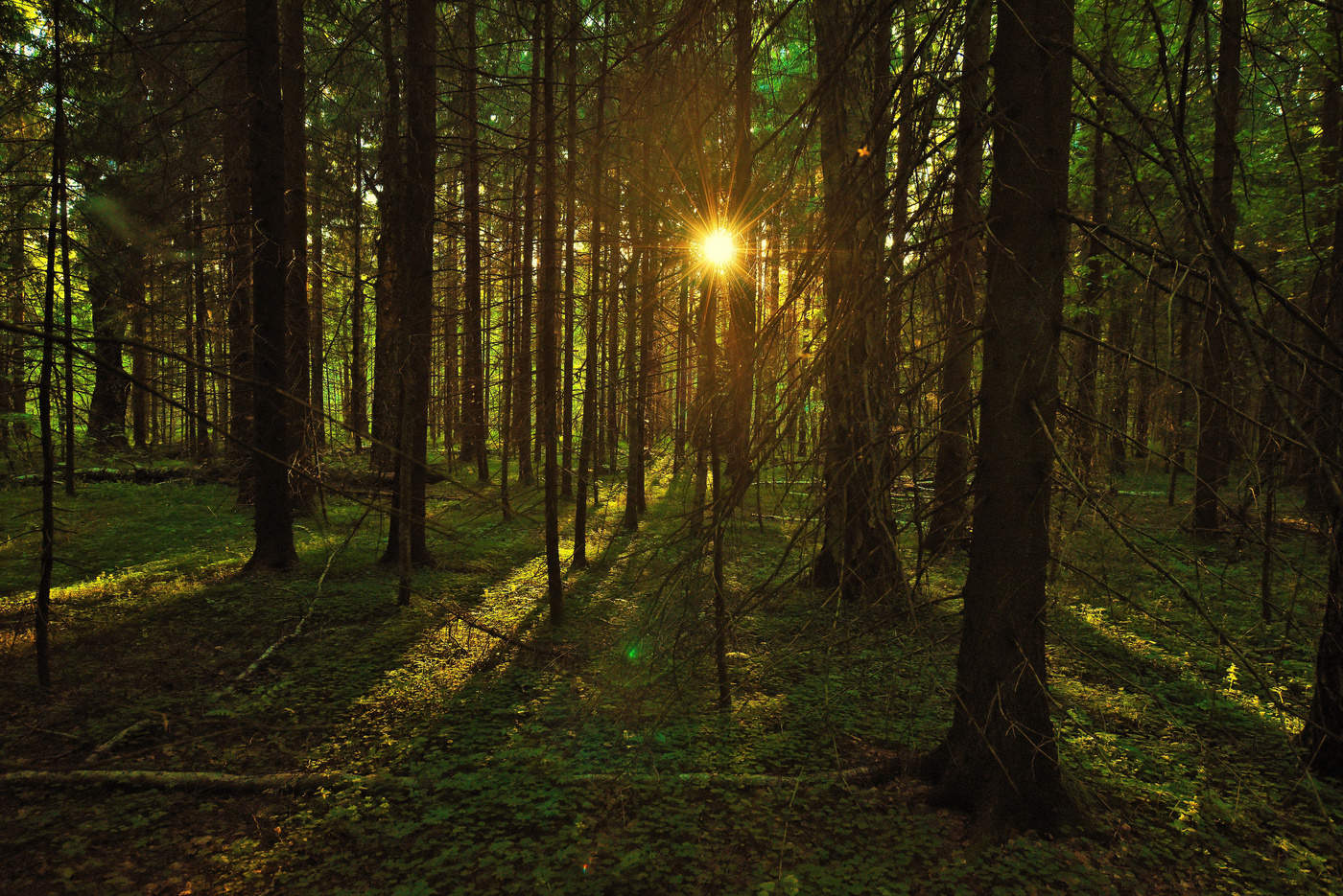 "На бору со звонами плачут глухари..."