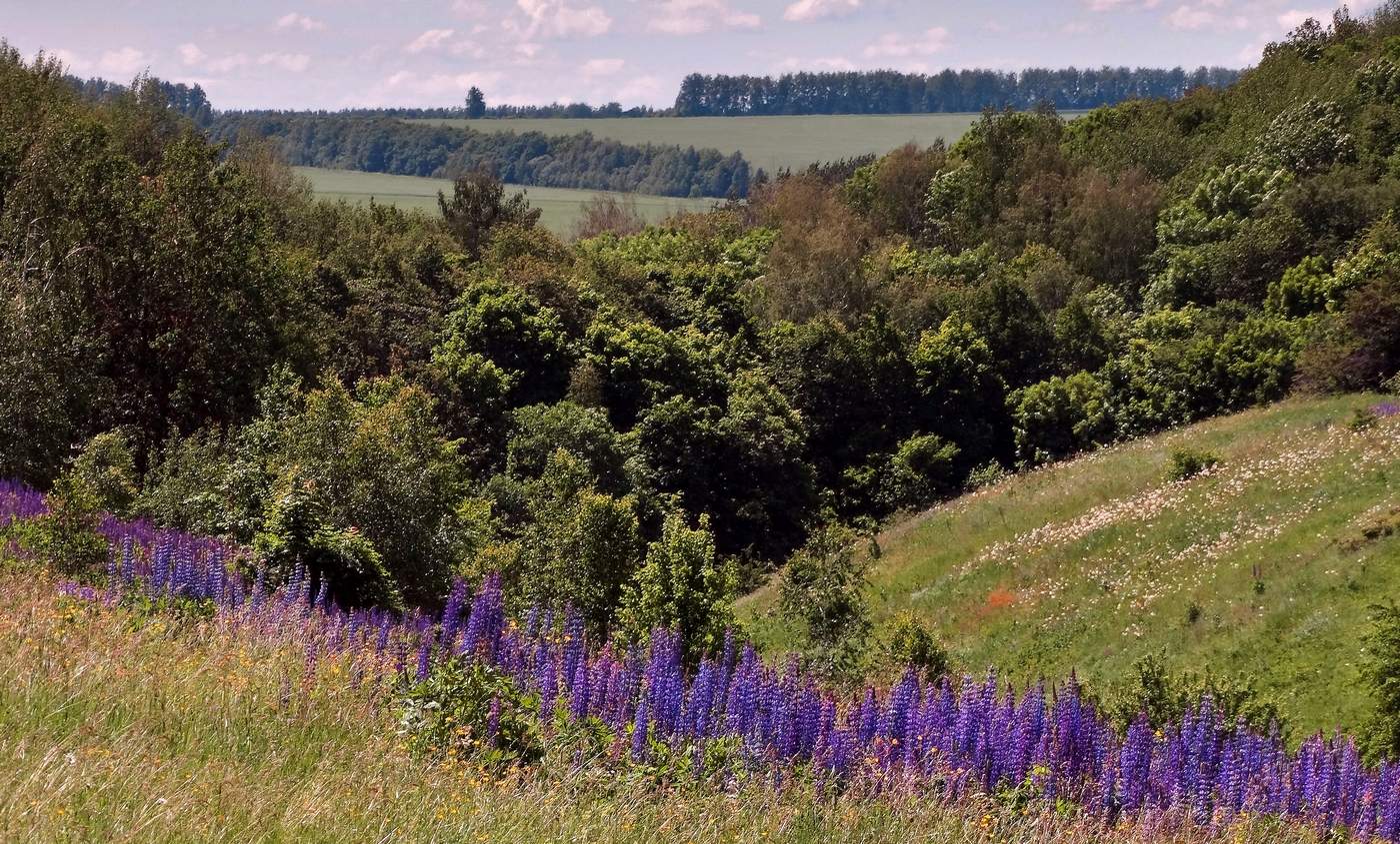 Люпин в ложбине
