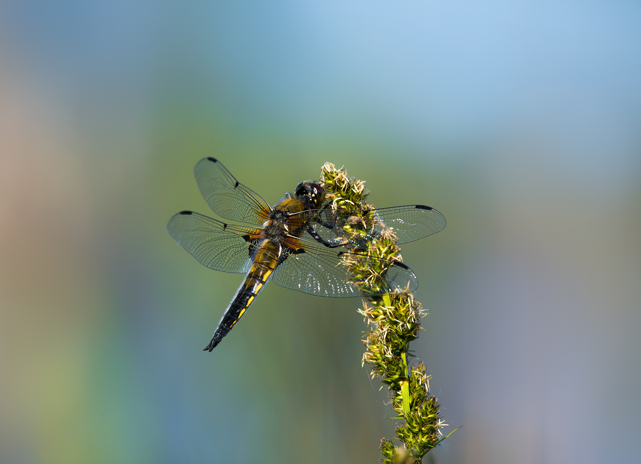 Хороший денёк.