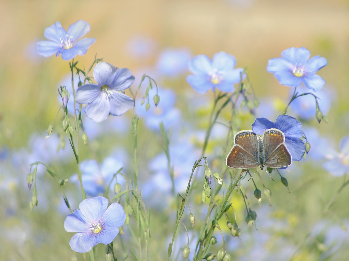 Голубые цветы