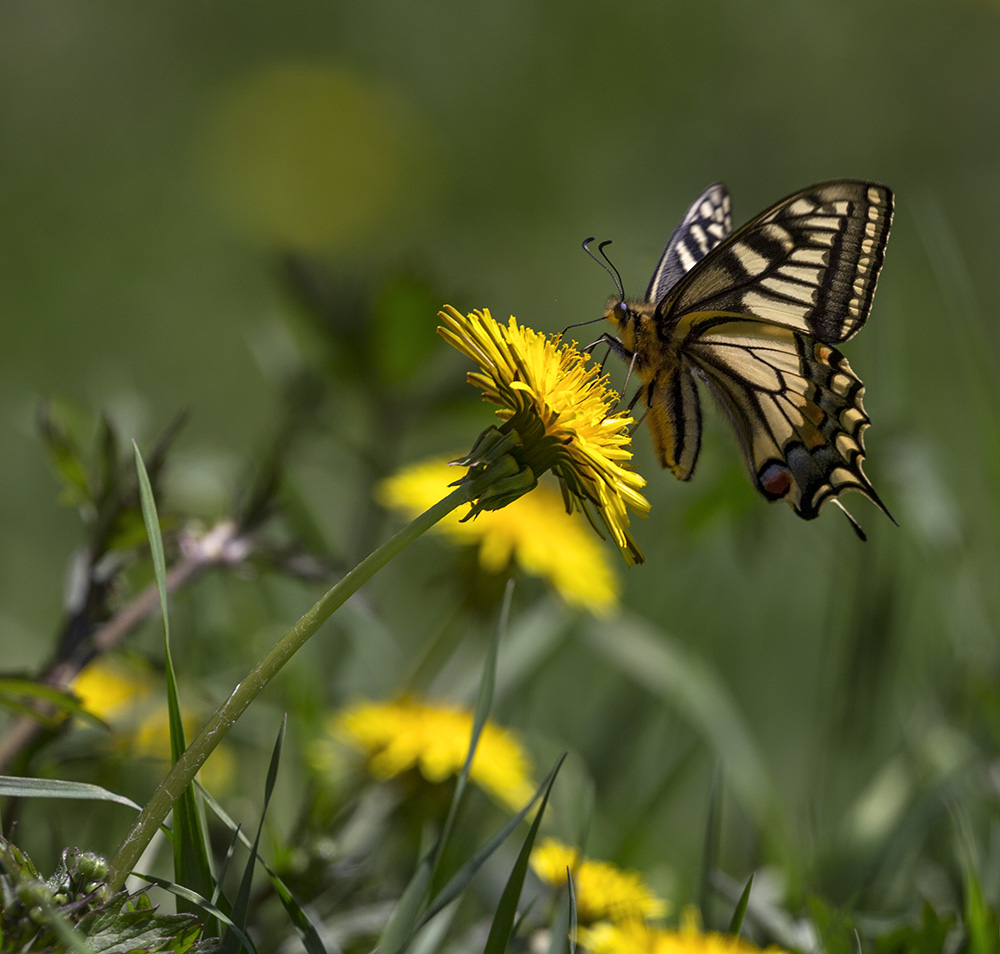 Летняя тема