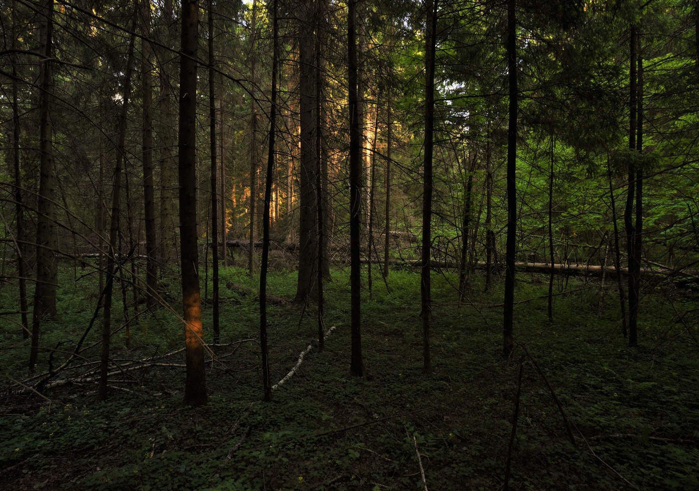 Вечером в лесу ...