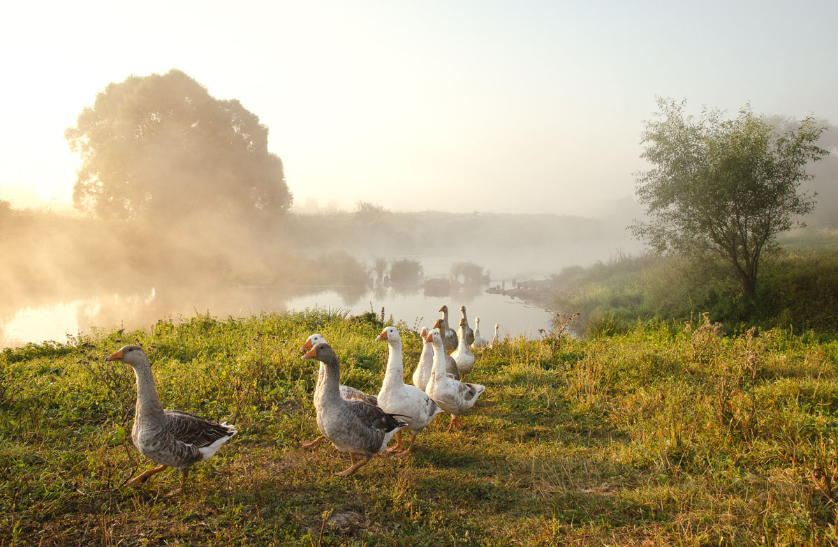 Гуси селения Першино