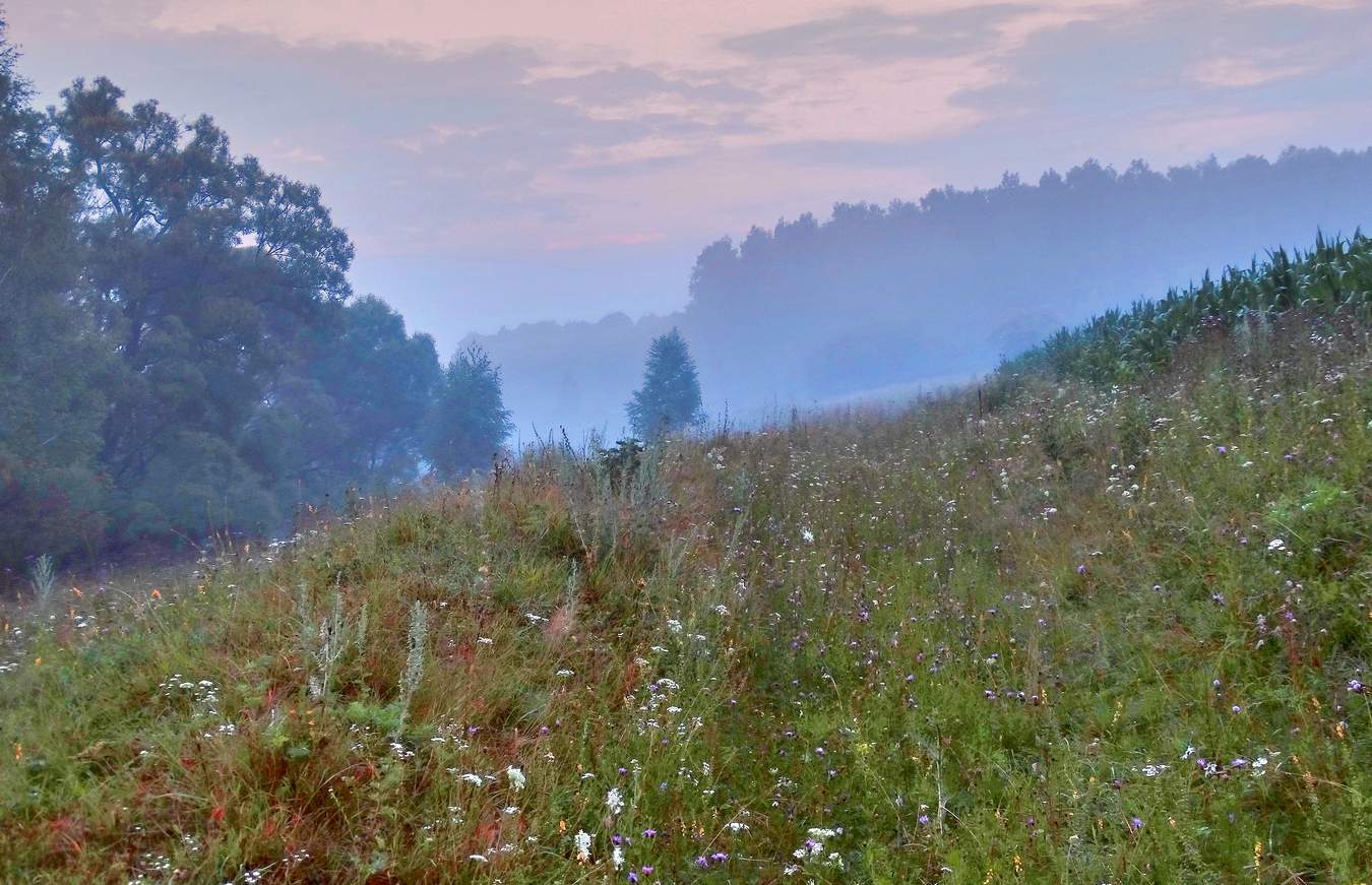 Утренняя туманная прохлада