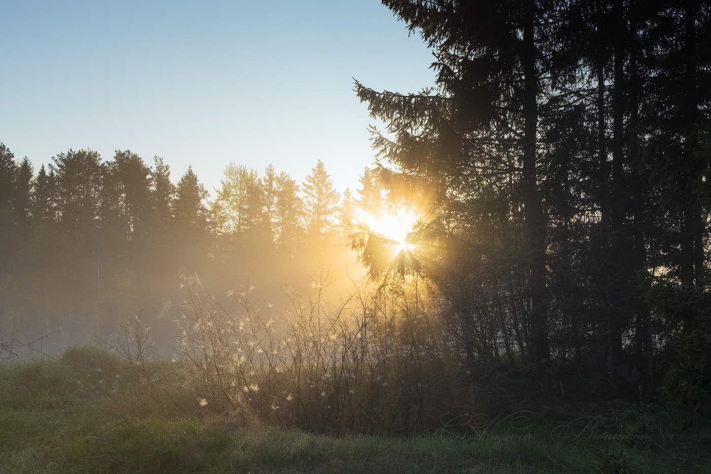 Солнечная паутина