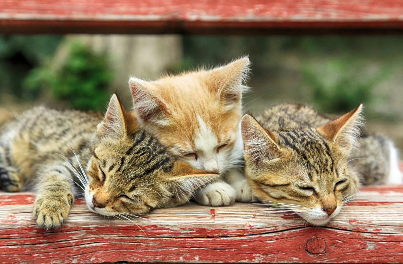 Тихий час в кубе..