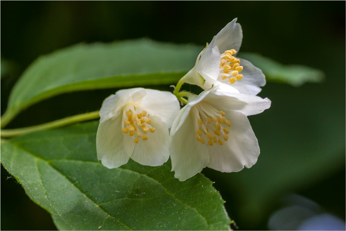 Ветка жасмина