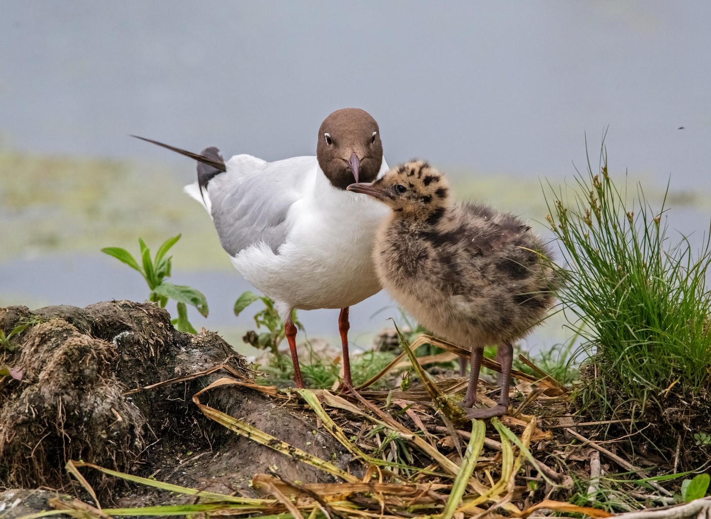 озерная чайка с птенцом