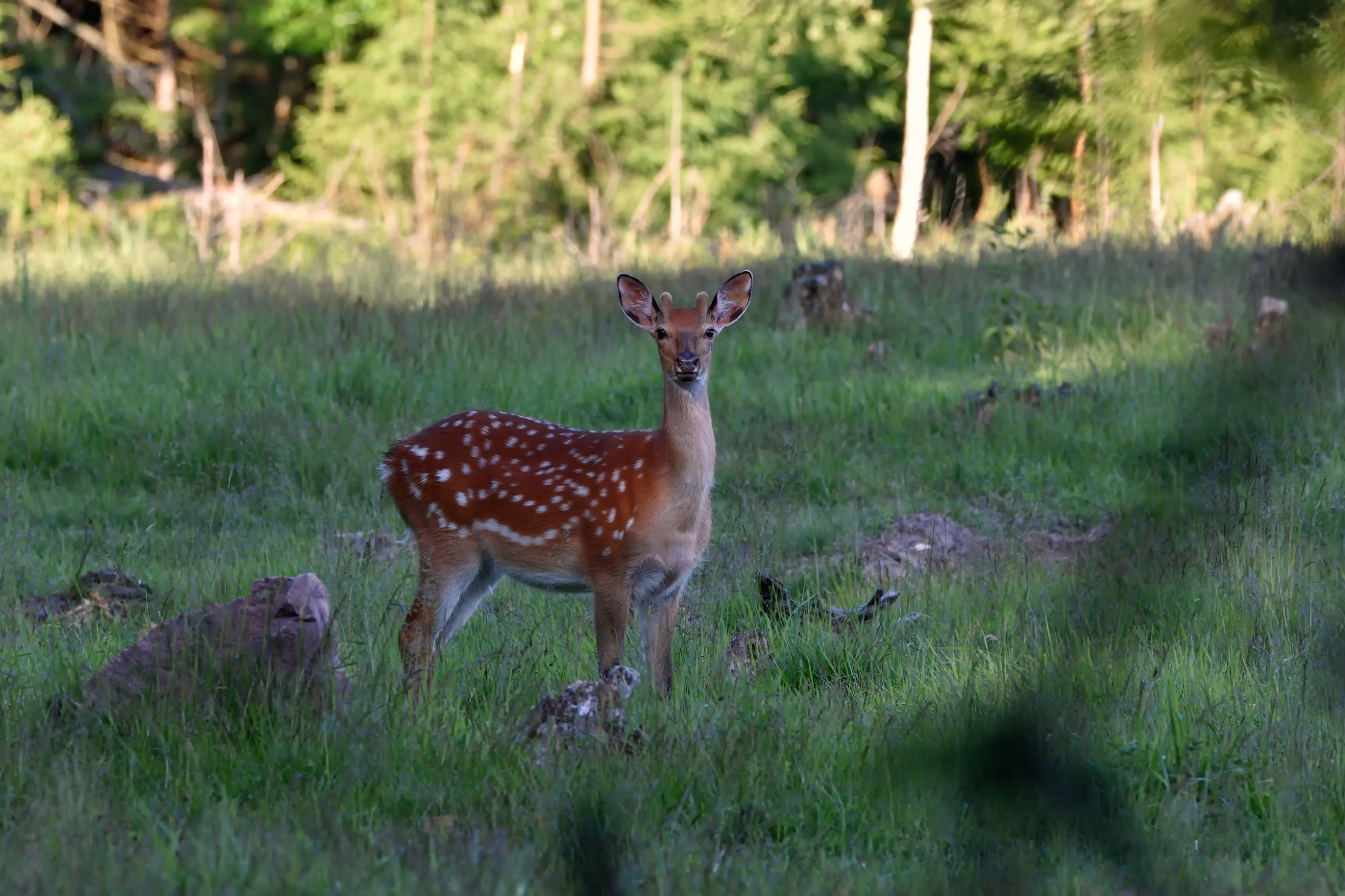 пятнистый оленёнок