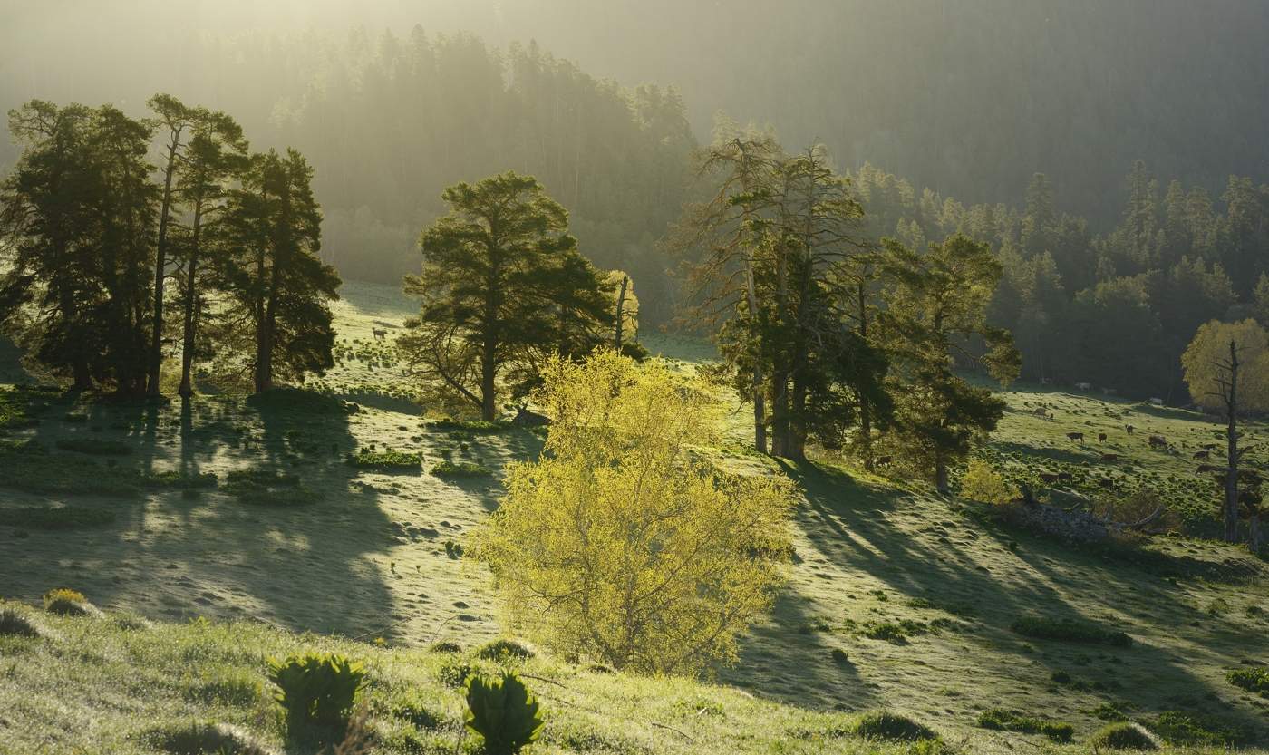 Весеннее утро