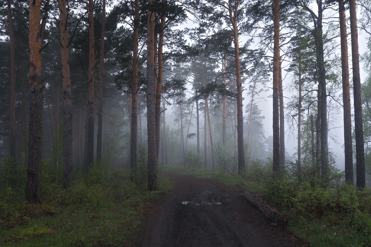 Утро в лесу.