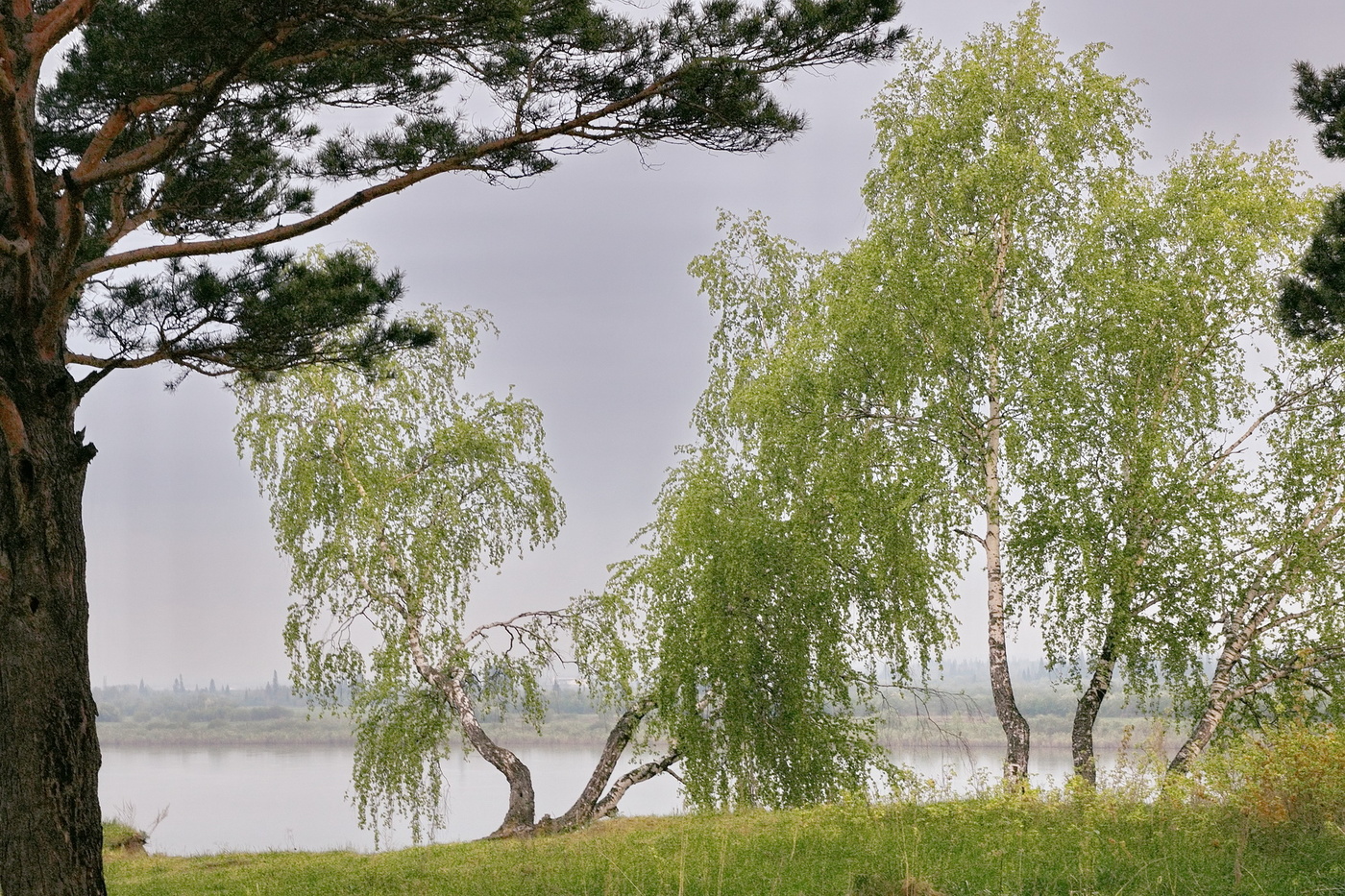 *ИЮНЬ. ПОСЛЕ ДОЖДЯ**