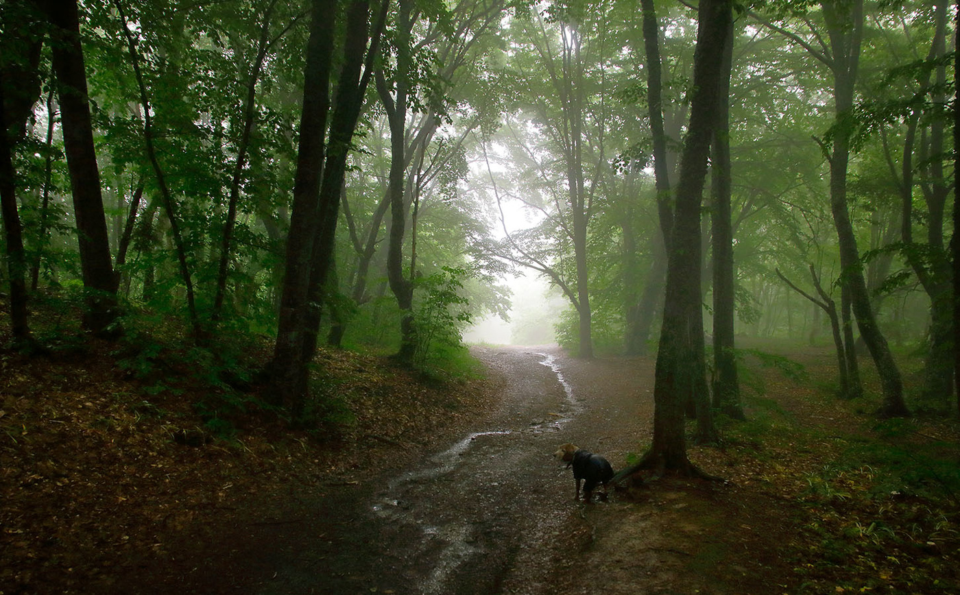В "темно-синем " лесу ...