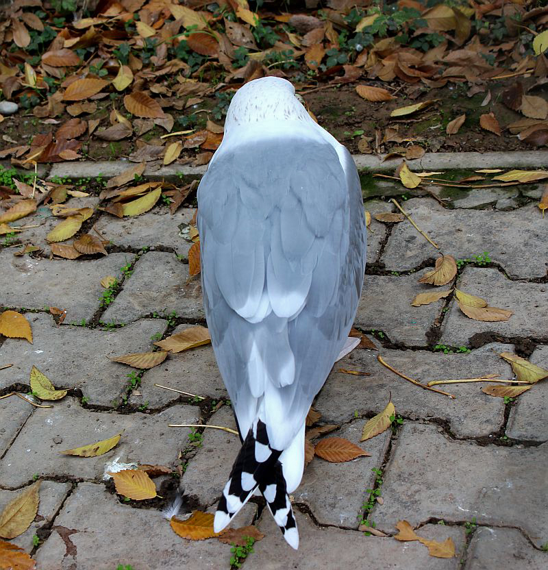 Осень... Одиночество...