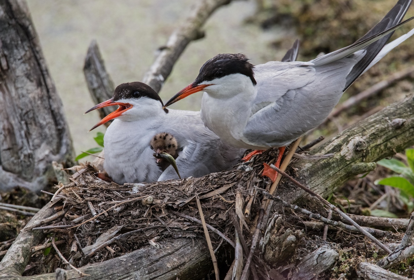 речные крачки