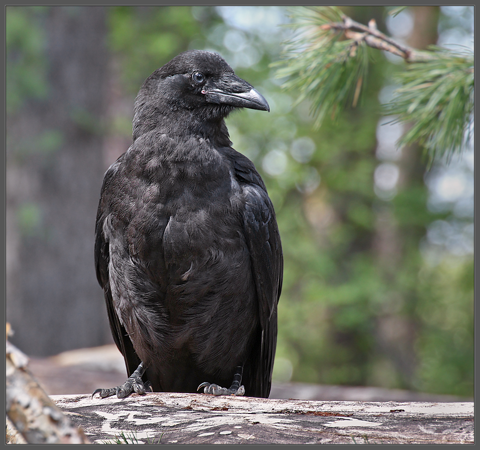 Лесной ворон