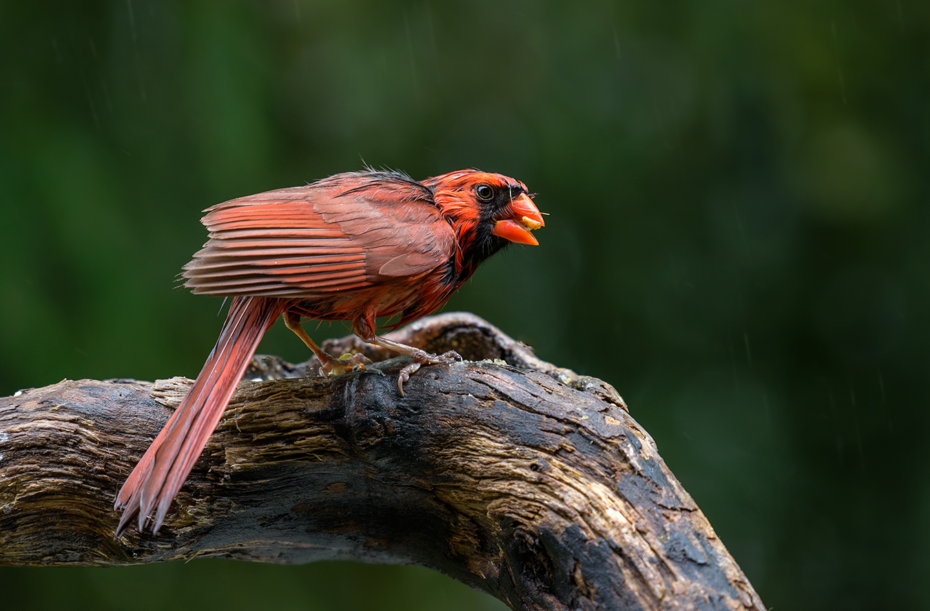 Northern cardinal