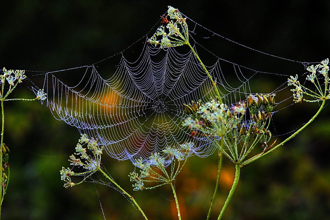 Лето, привет