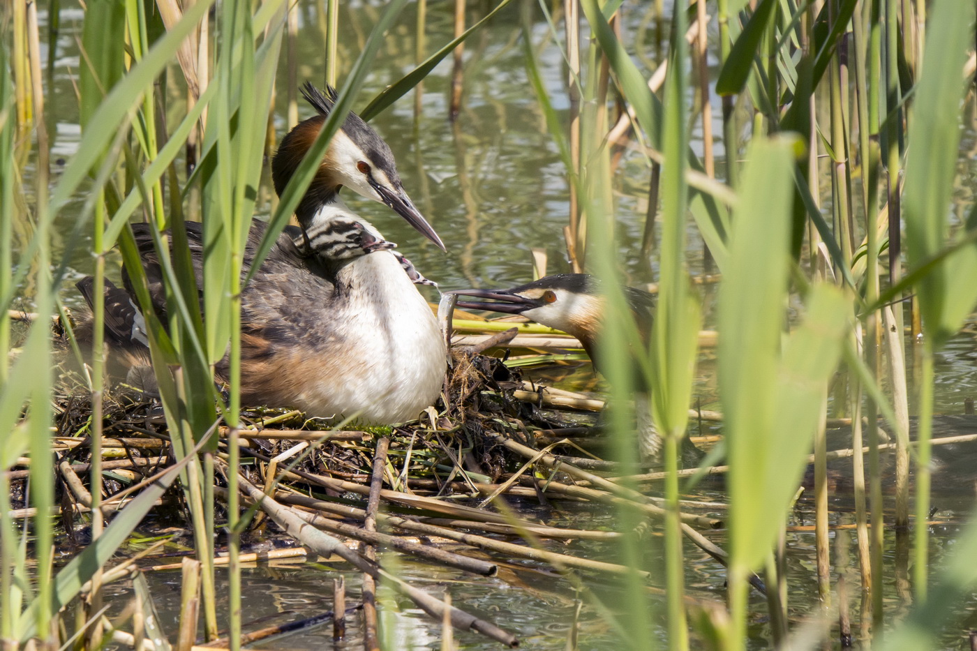 Кормилец приплыл.