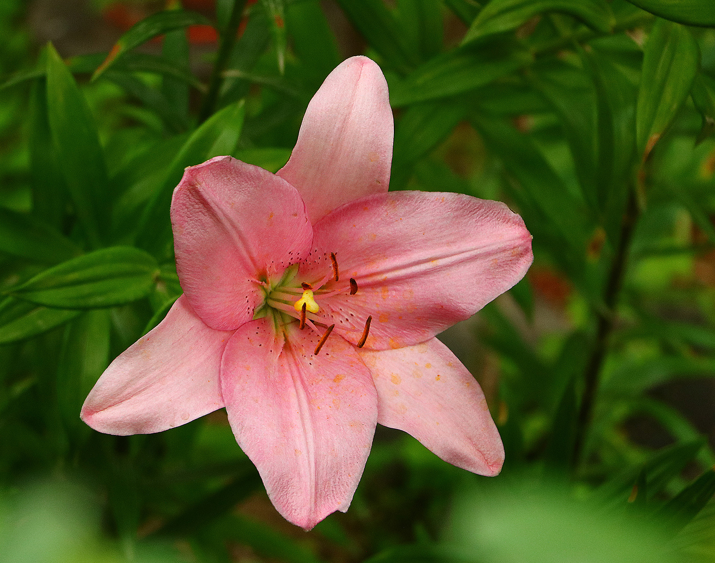 Душа, распахнутая настежь