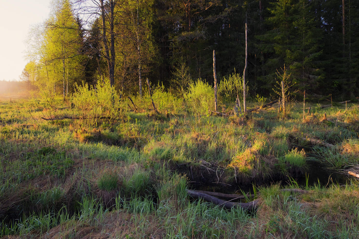 Лес под лучами утреннего солнца