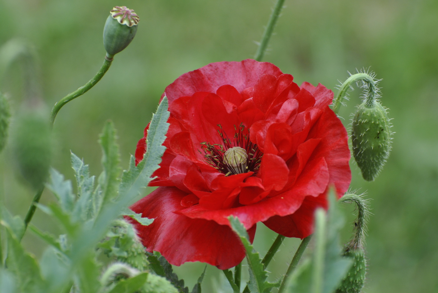 Mohn