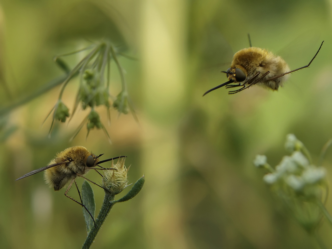 Посадку давай