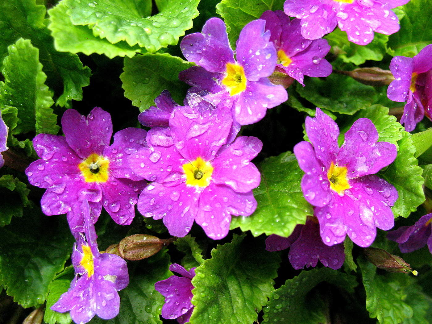 Примула после дождя