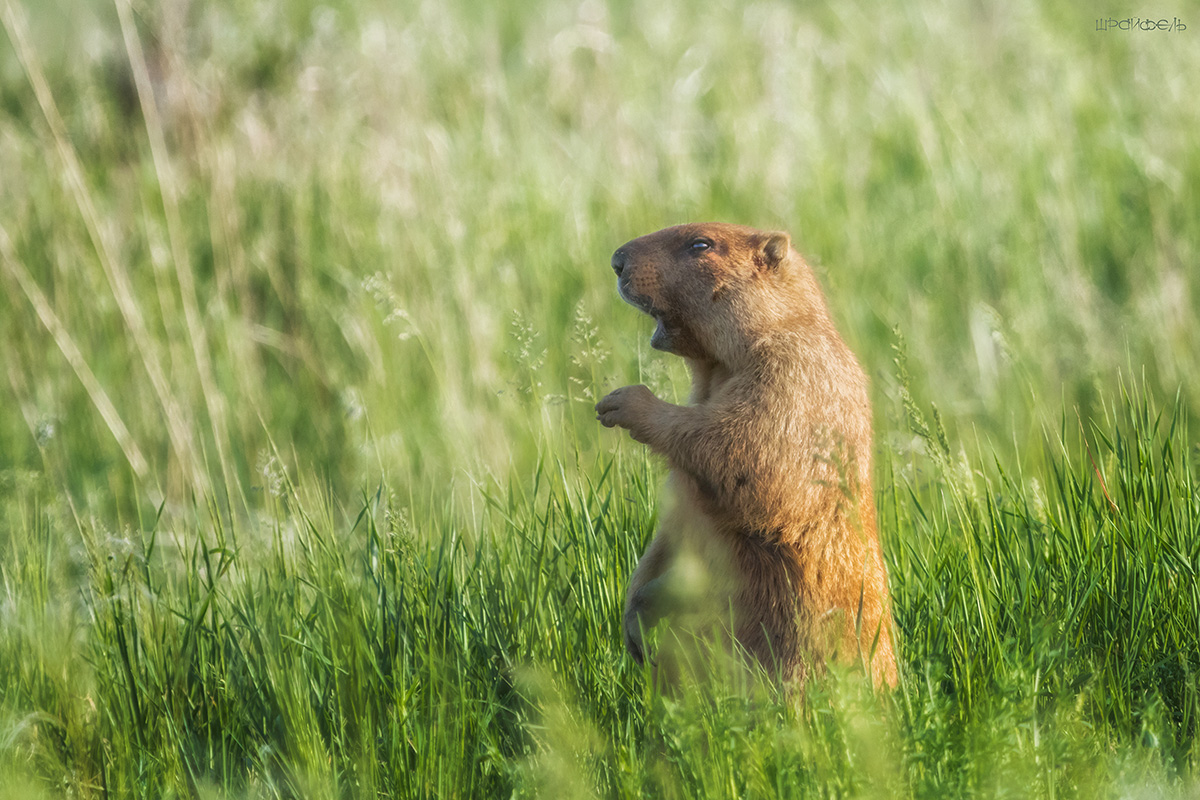 Без микрофона