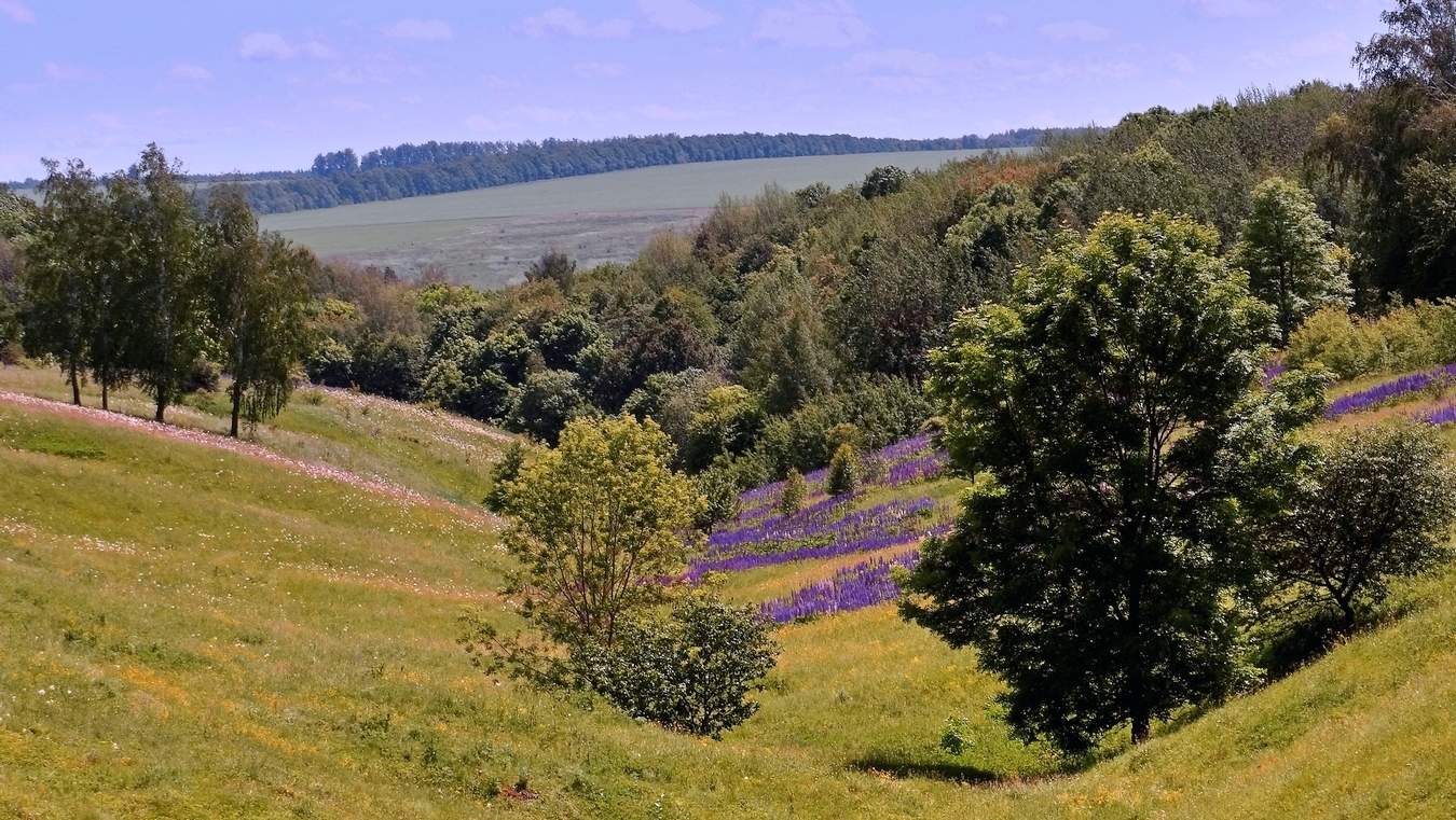 Летние просторы