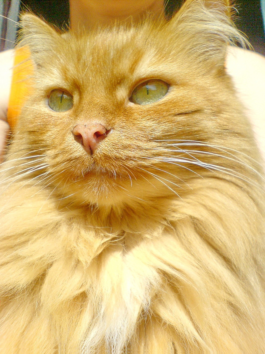 Рыженький..