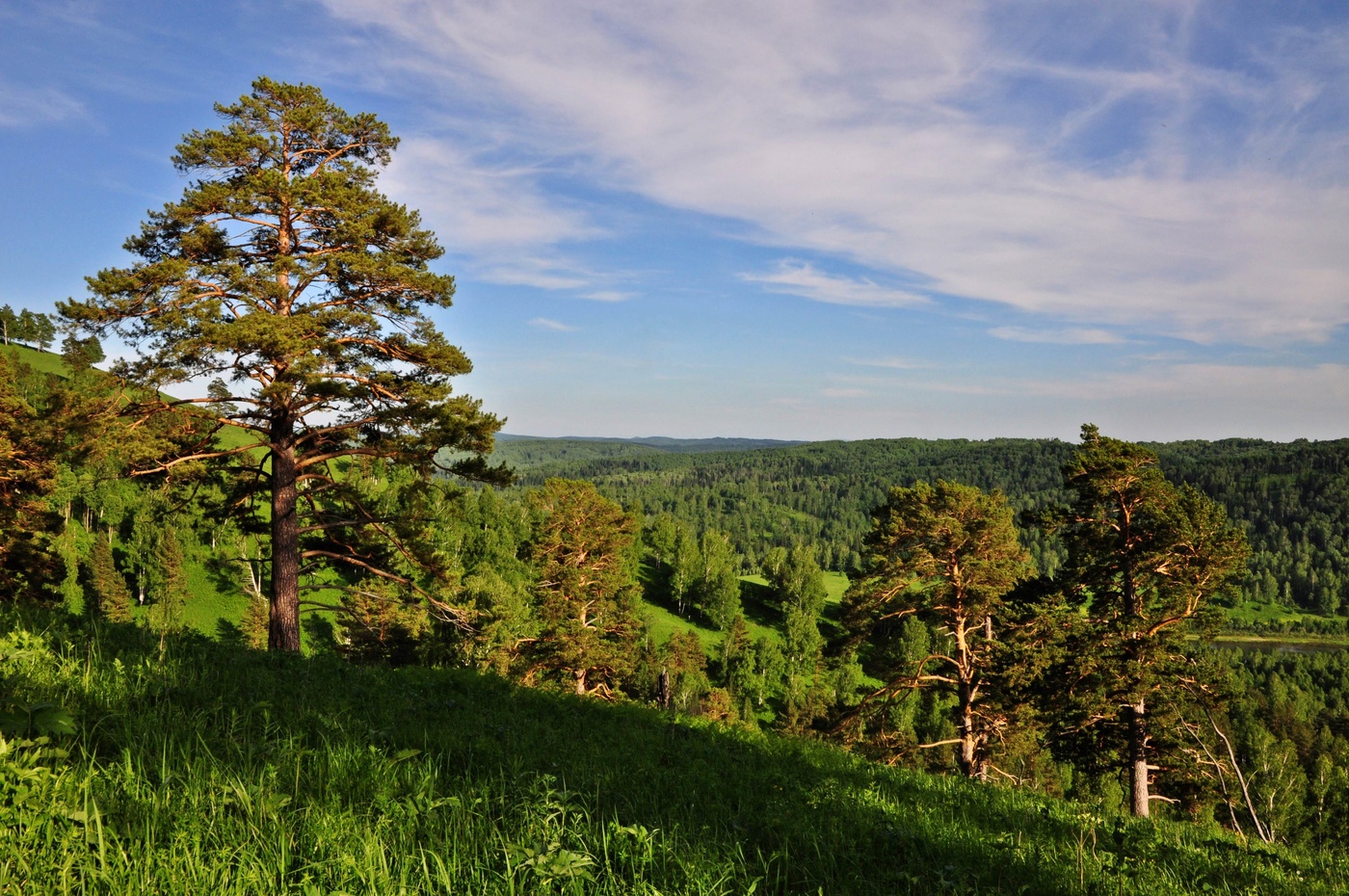 Лесные дали