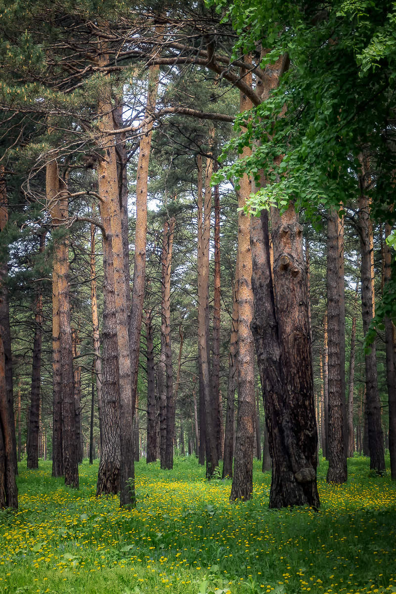 зенковский парк