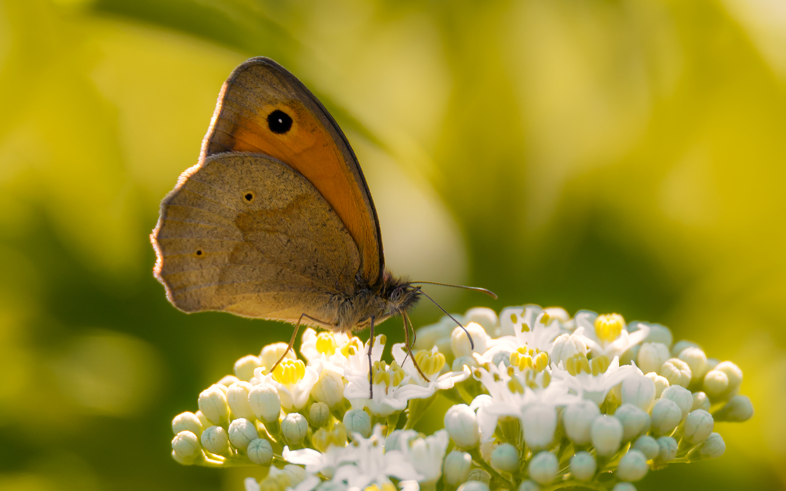Тёплым утром