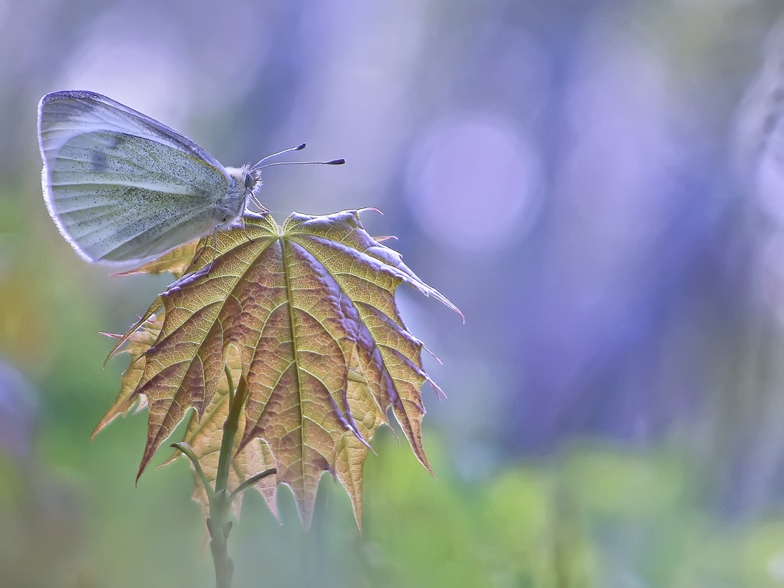 Кленовый лист