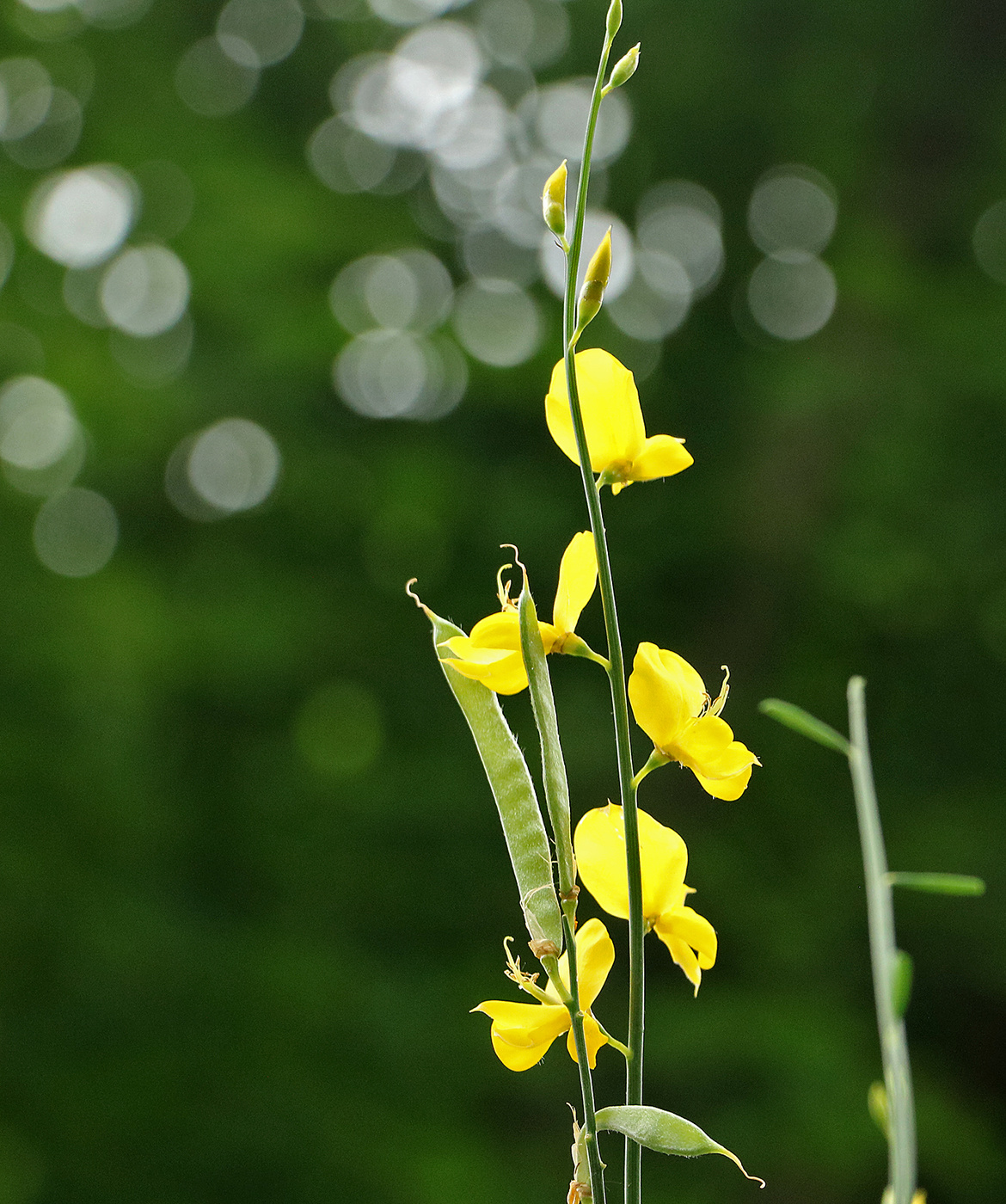 Метельник прутниковый