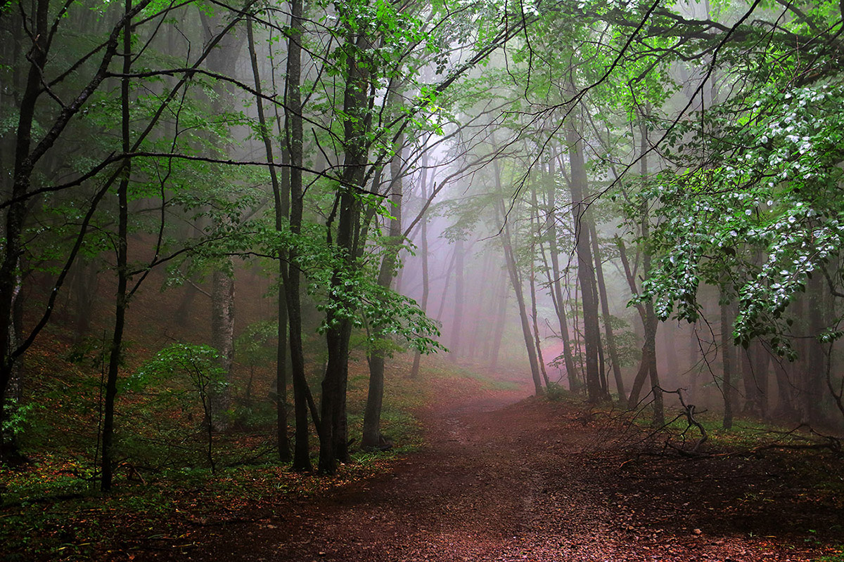 Крымский горный лес