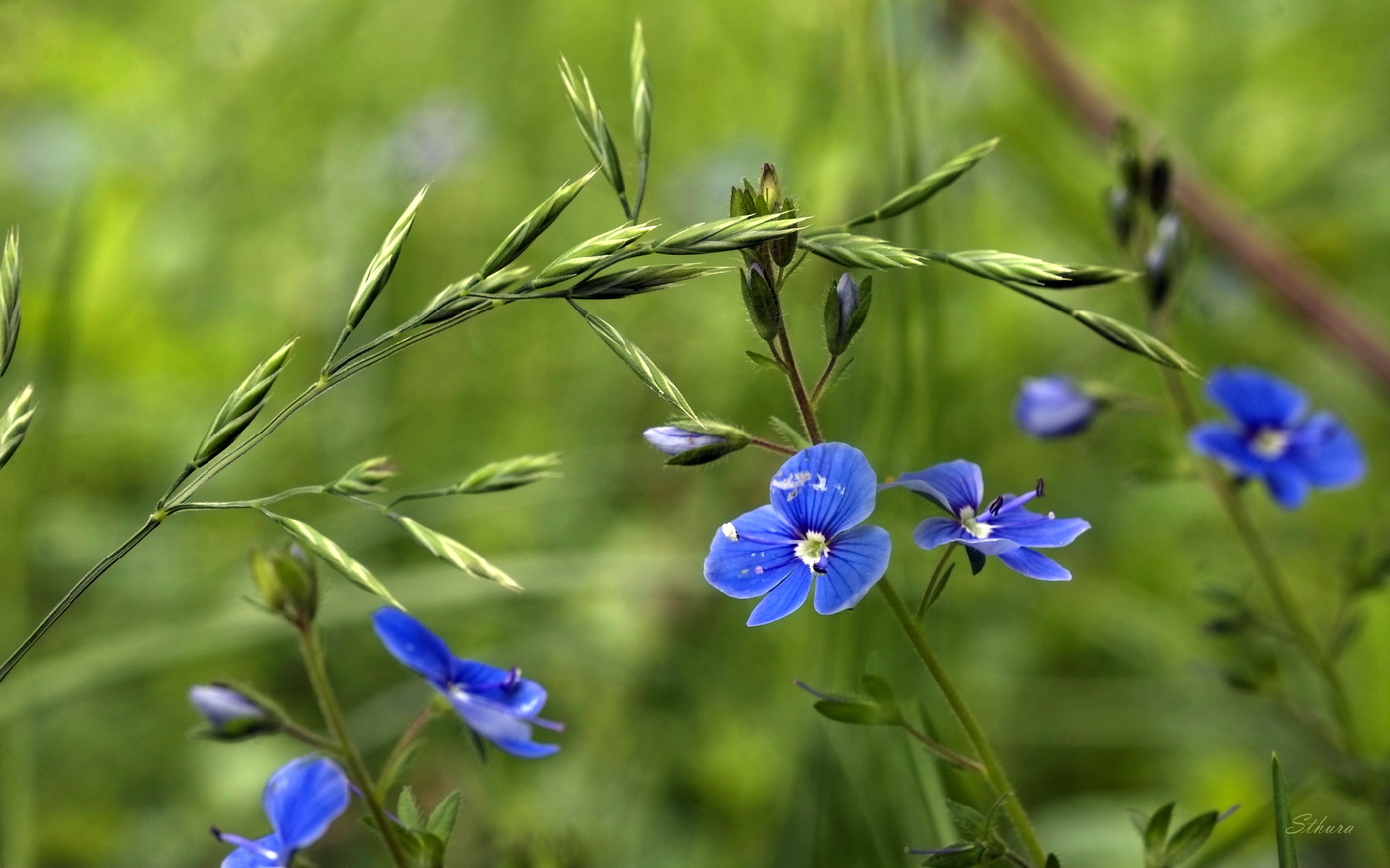 Цветы в лесу.