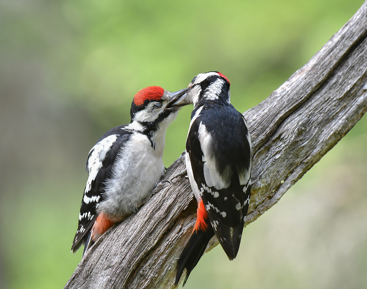 Лесная жизнь