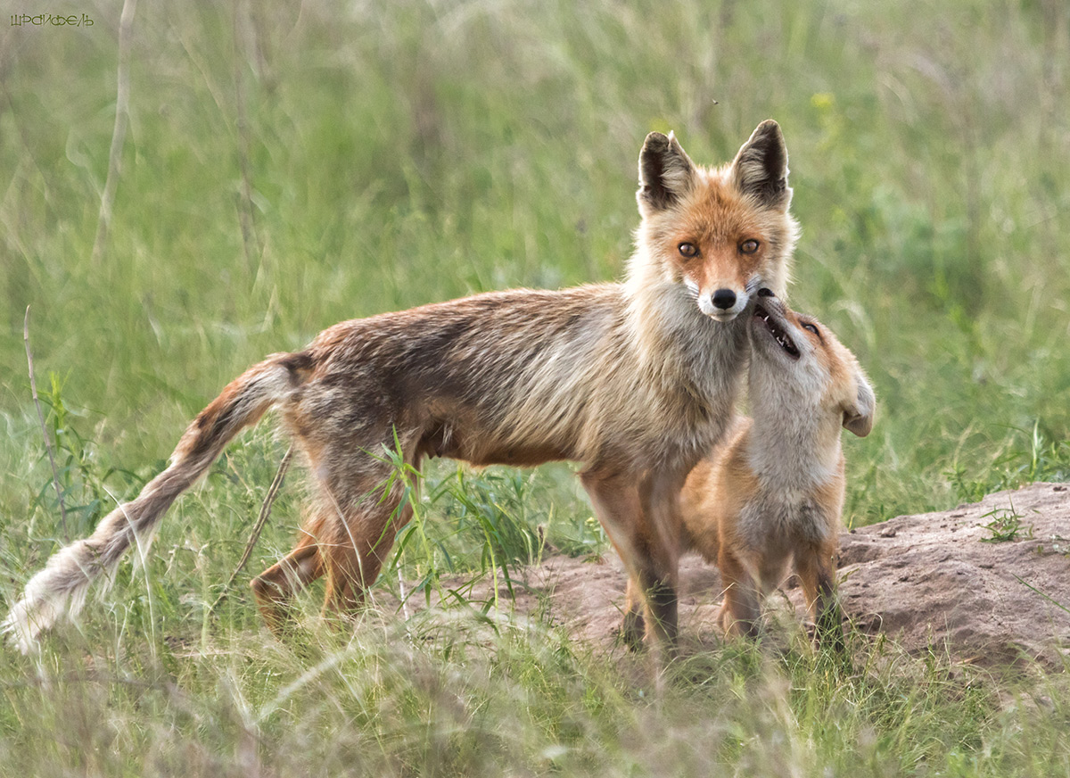 Какая б ни была - но мама