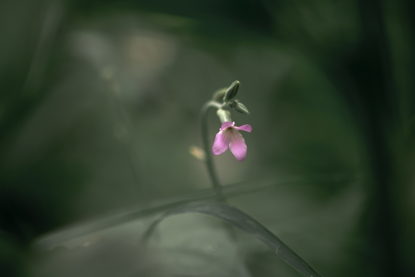 Необычный цветок...