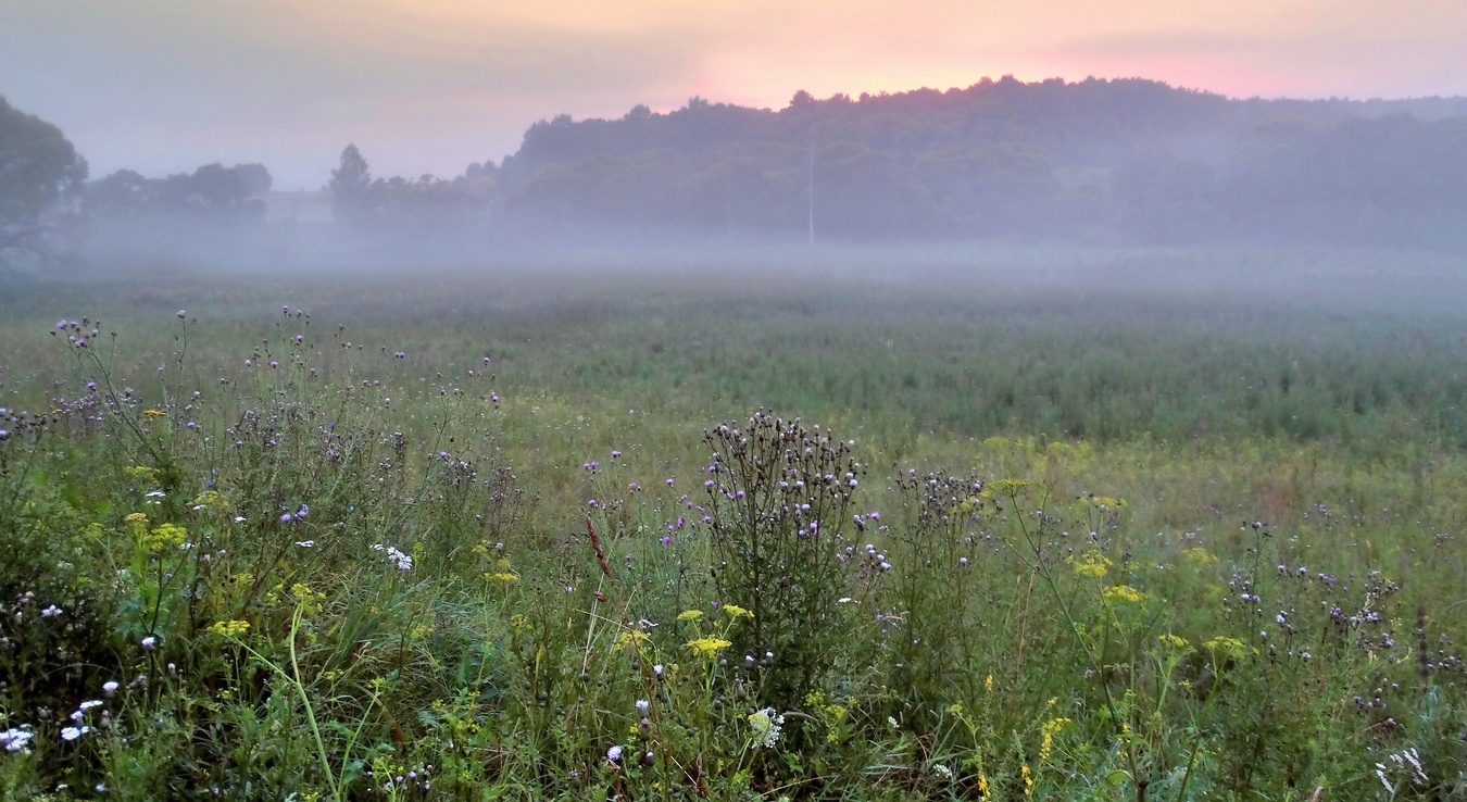 Туманы июньского утра