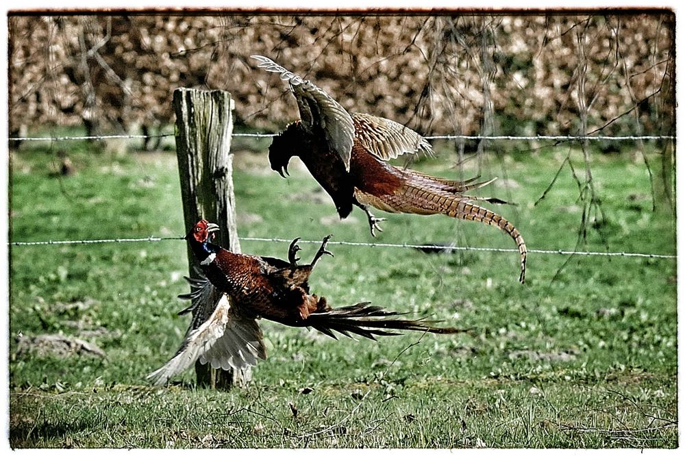 петушиные бои