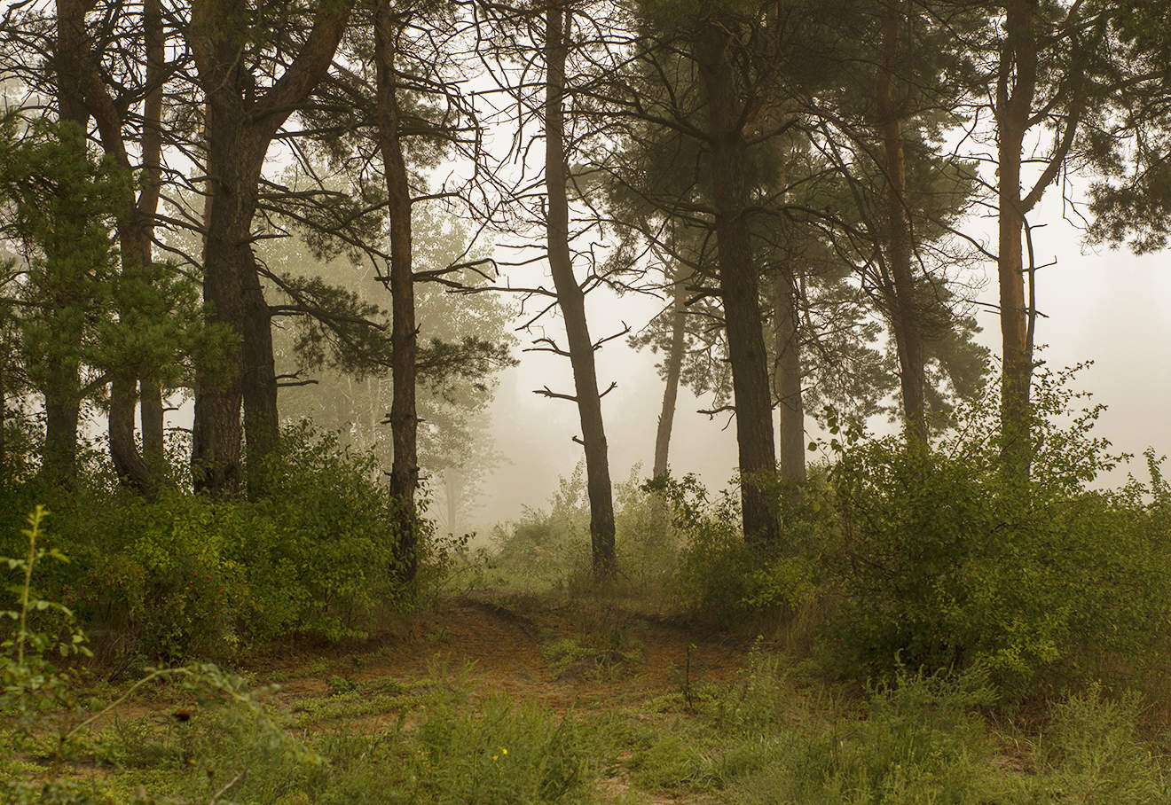 Утренние дрёмы