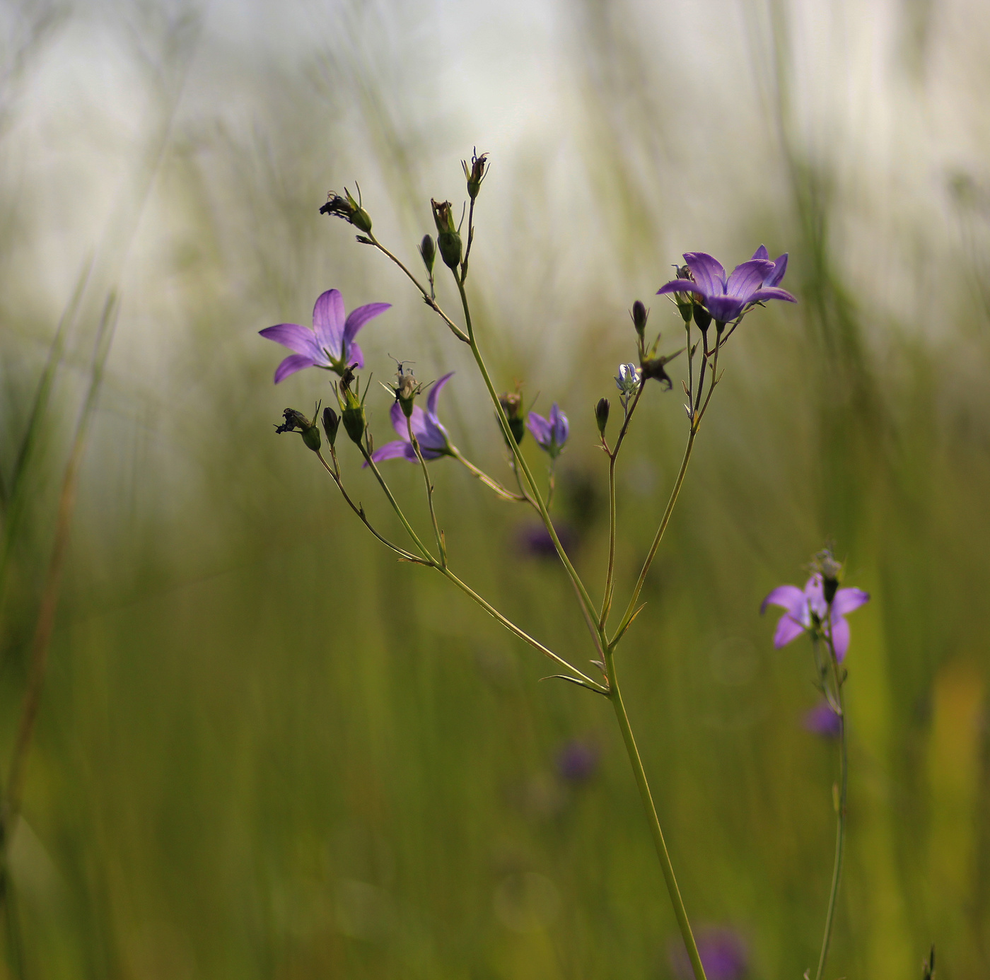 Glocken sind meine ...