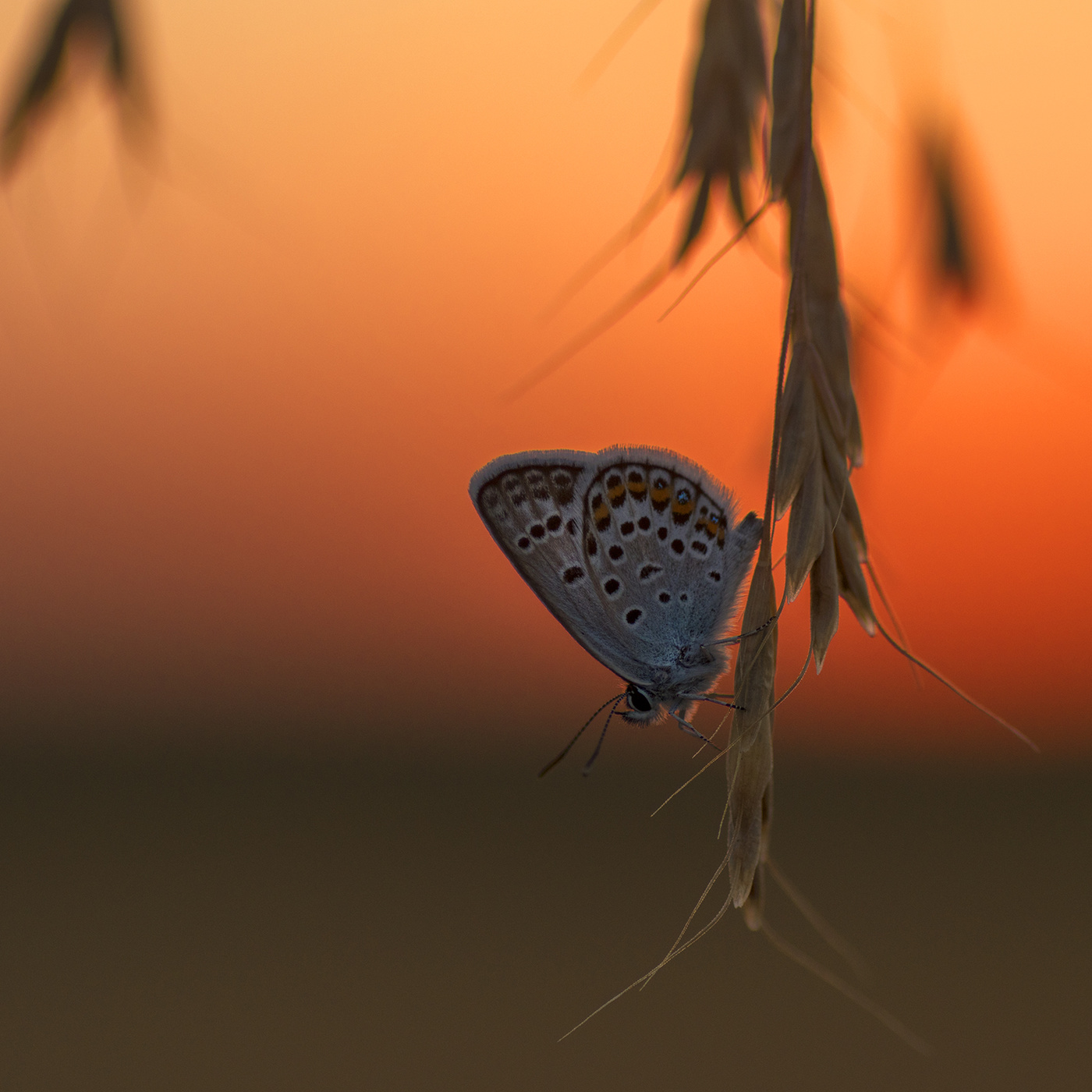 В тёплых лучах заката