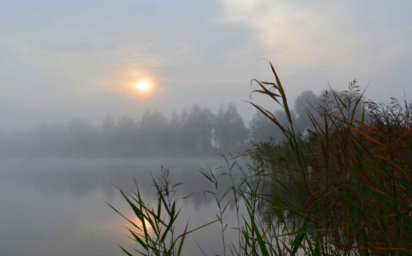 Туманное утро