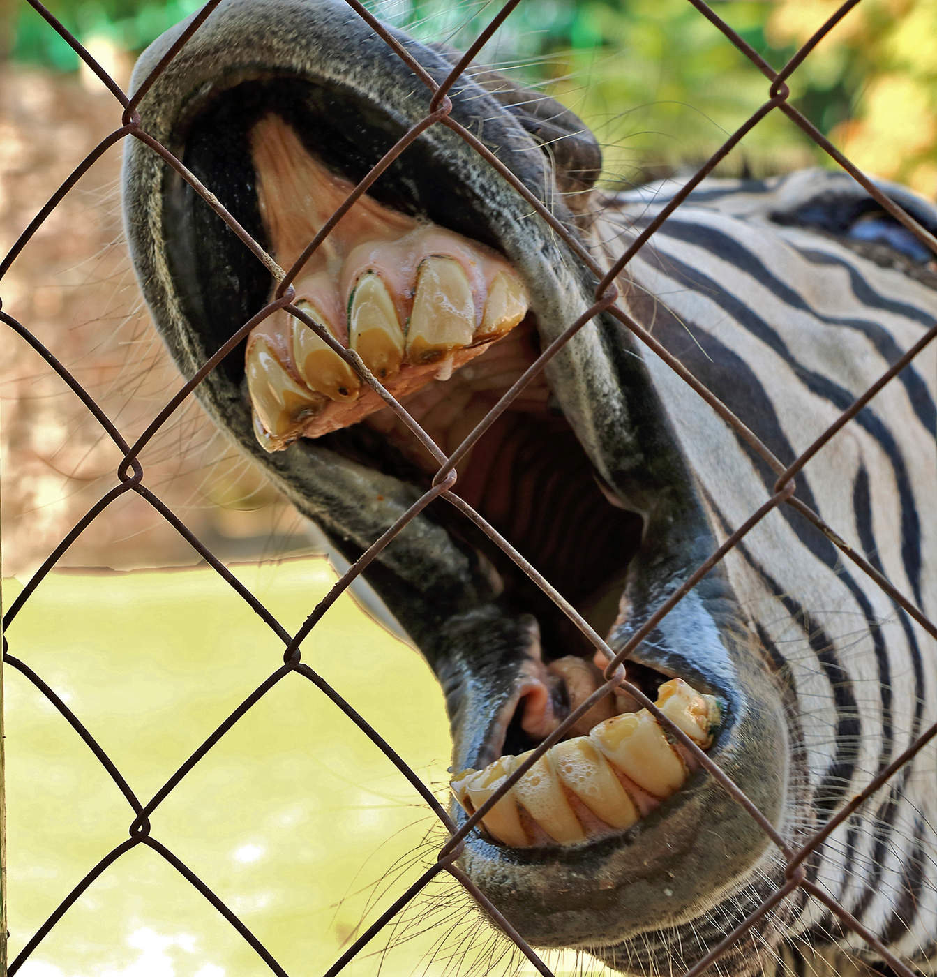 С утра маковой росинки во рту не было...