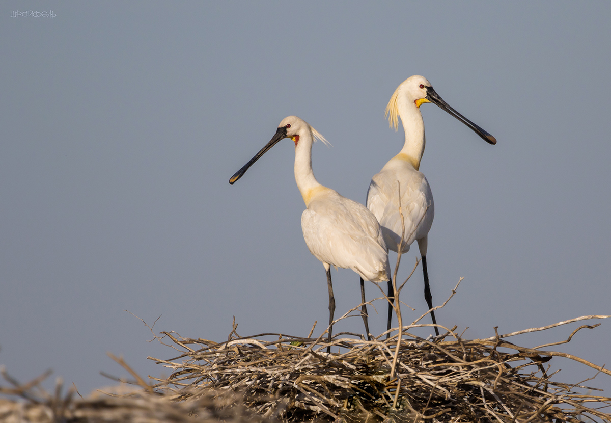 Колпицы на гнезде